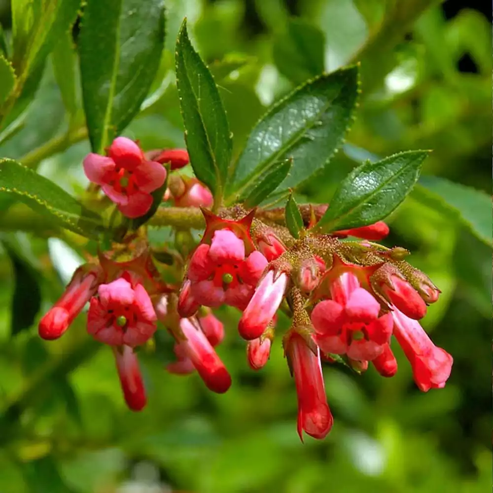 Escallonia 'Red Macrantha' (Escallonia rubra var. macrantha)