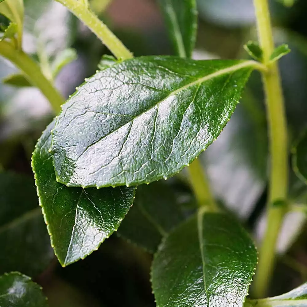 Escallonia 'Red Macrantha' (Escallonia rubra var. macrantha)