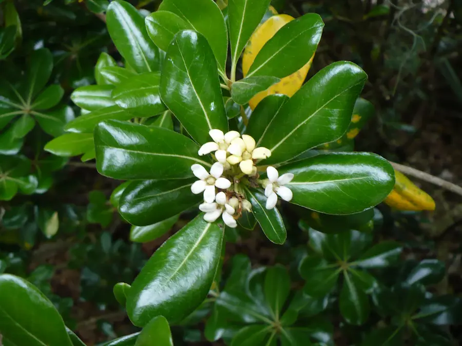 Pitosporo del Japón (Pittosporum tobira)