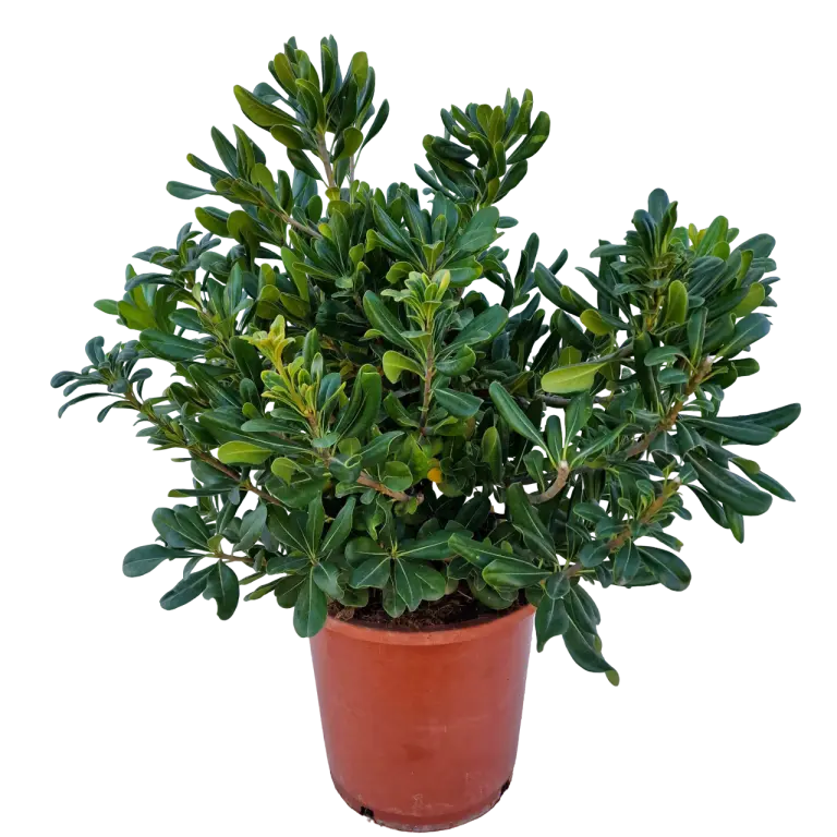 Pitosporo del Japón (Pittosporum tobira)
