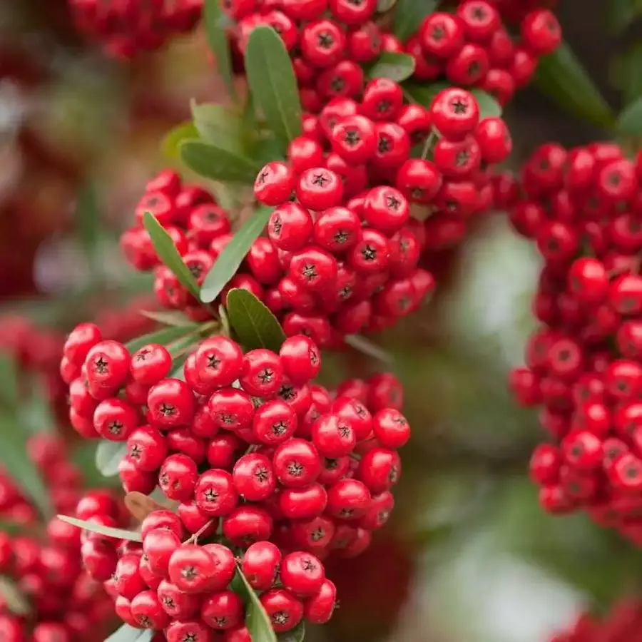 Espino de Fuego (Pyracantha coccinea)