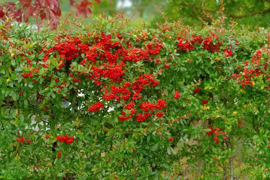 Espino de Fuego (Pyracantha coccinea)