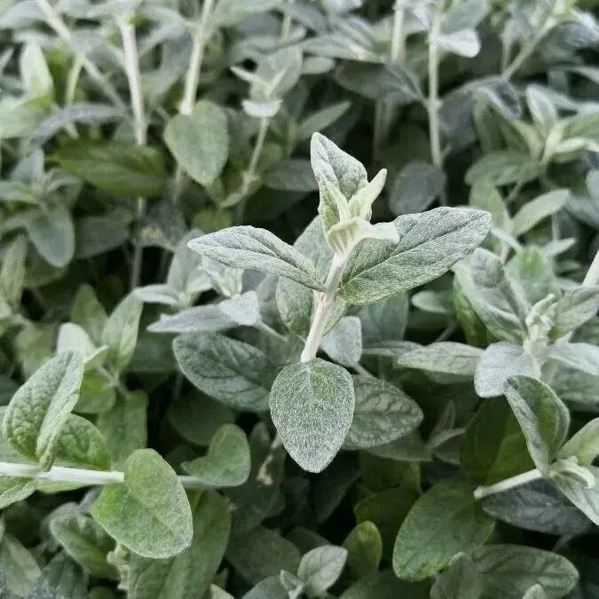 Olivilla (Teucrium fruticans)