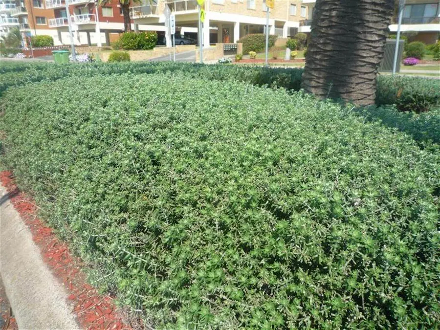 Romero Australiano (Westringia fruticosa)