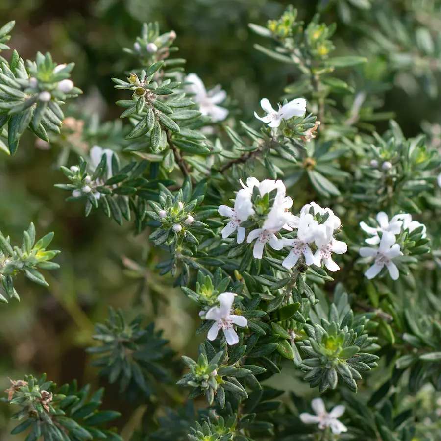 Romero Australiano (Westringia fruticosa)