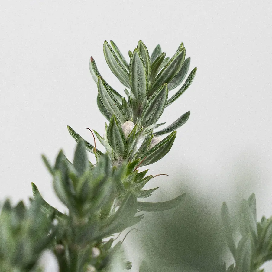 Romero Australiano (Westringia fruticosa)