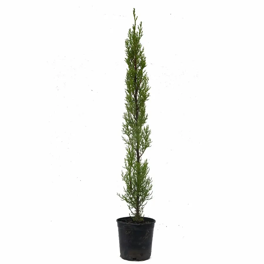 Ciprés Común (Cupressus sempervirens): La Solución Resistente para su Jardín en Madrid