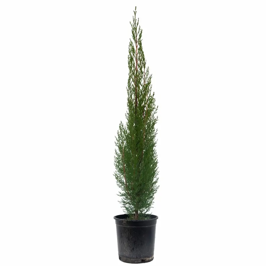 Ciprés Común (Cupressus sempervirens): La Solución Resistente para su Jardín en Madrid