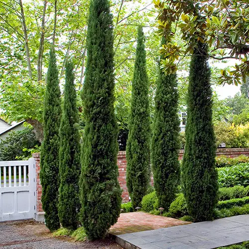 Ciprés Común (Cupressus sempervirens): La Solución Resistente para su Jardín en Madrid