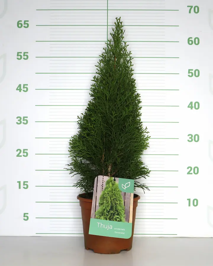 Tuya 'Smaragd' (Thuja occidentalis 'Esmeralda')