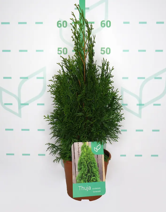 Tuya 'Smaragd' (Thuja occidentalis 'Esmeralda')