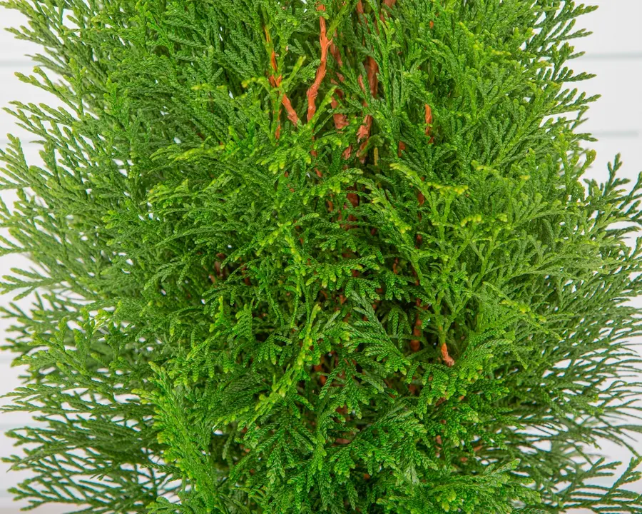 Tuya 'Smaragd' (Thuja occidentalis 'Esmeralda')