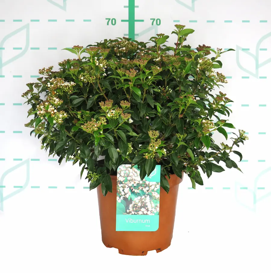 Durillo - Viburnum tinus