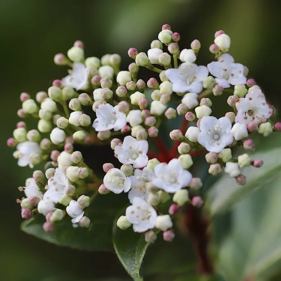 Durillo - Viburnum tinus