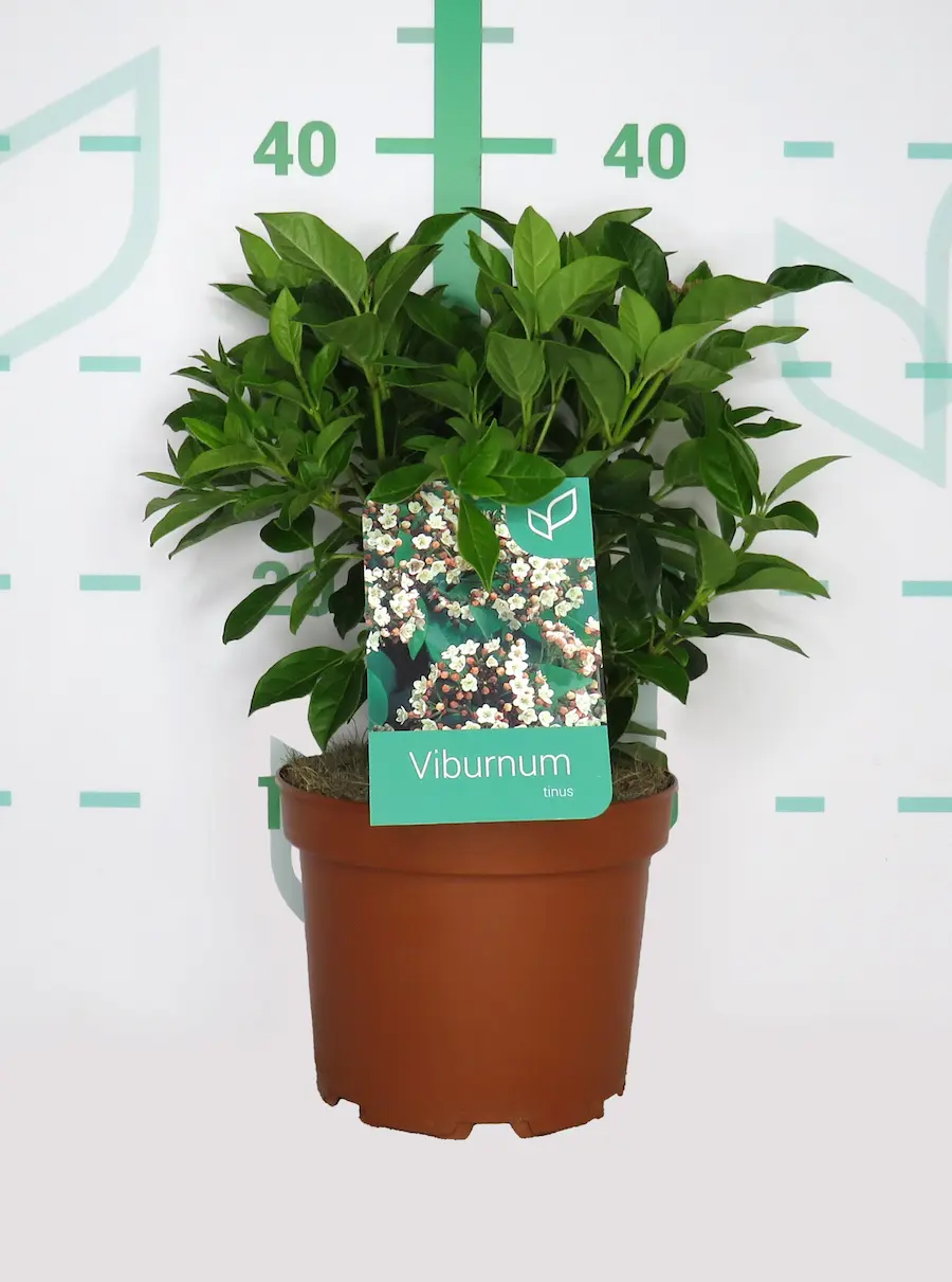 Durillo - Viburnum tinus