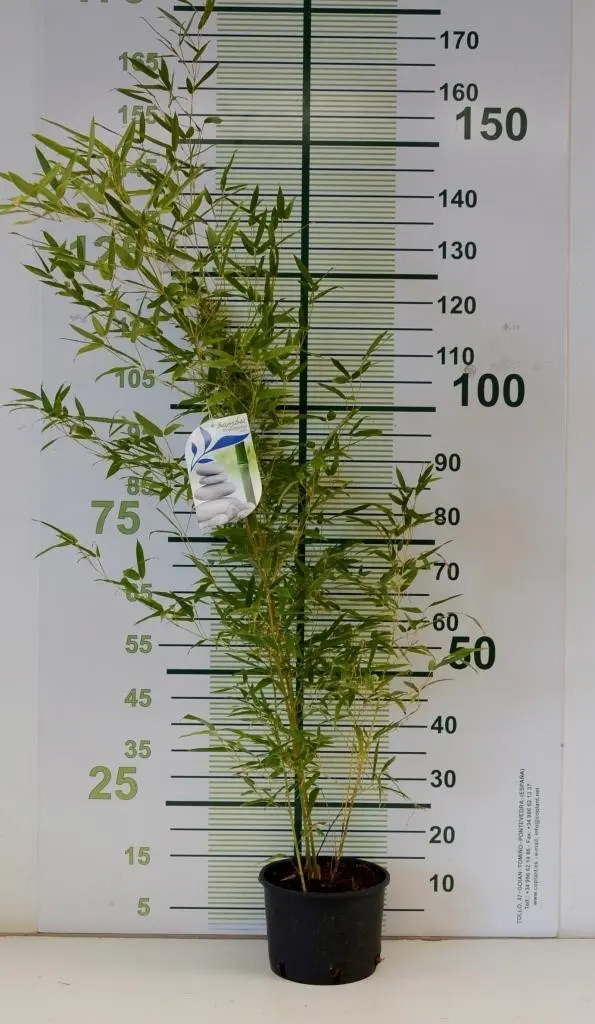 Bambú Dorado - Phyllostachys aurea