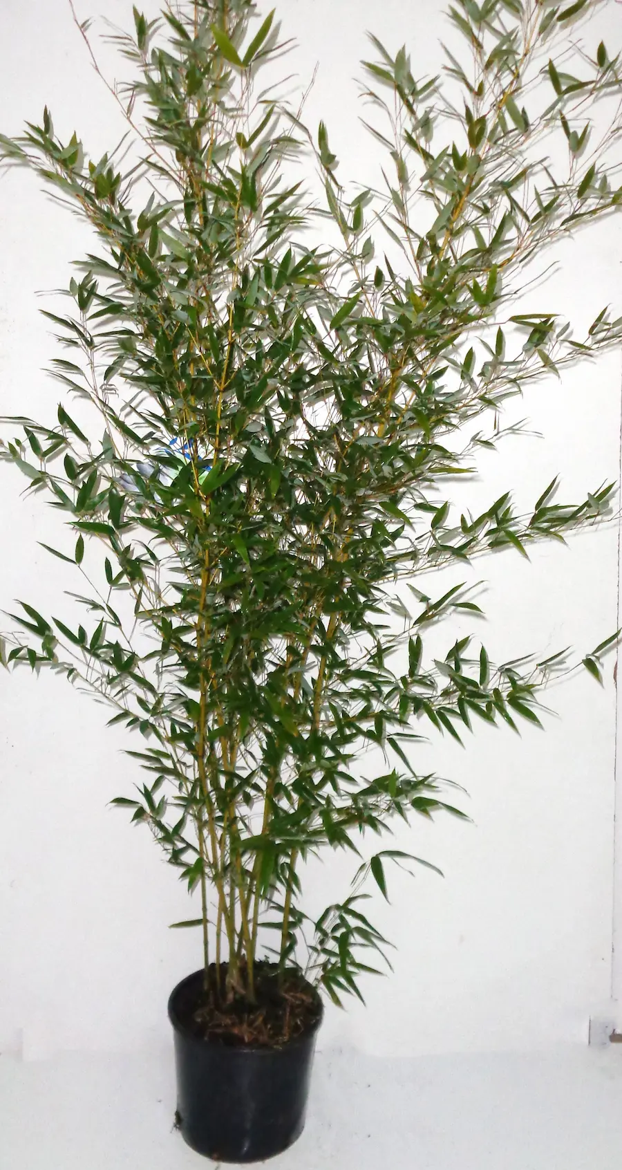 Bambú Dorado - Phyllostachys aurea