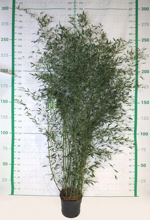 Bambú Dorado - Phyllostachys aurea