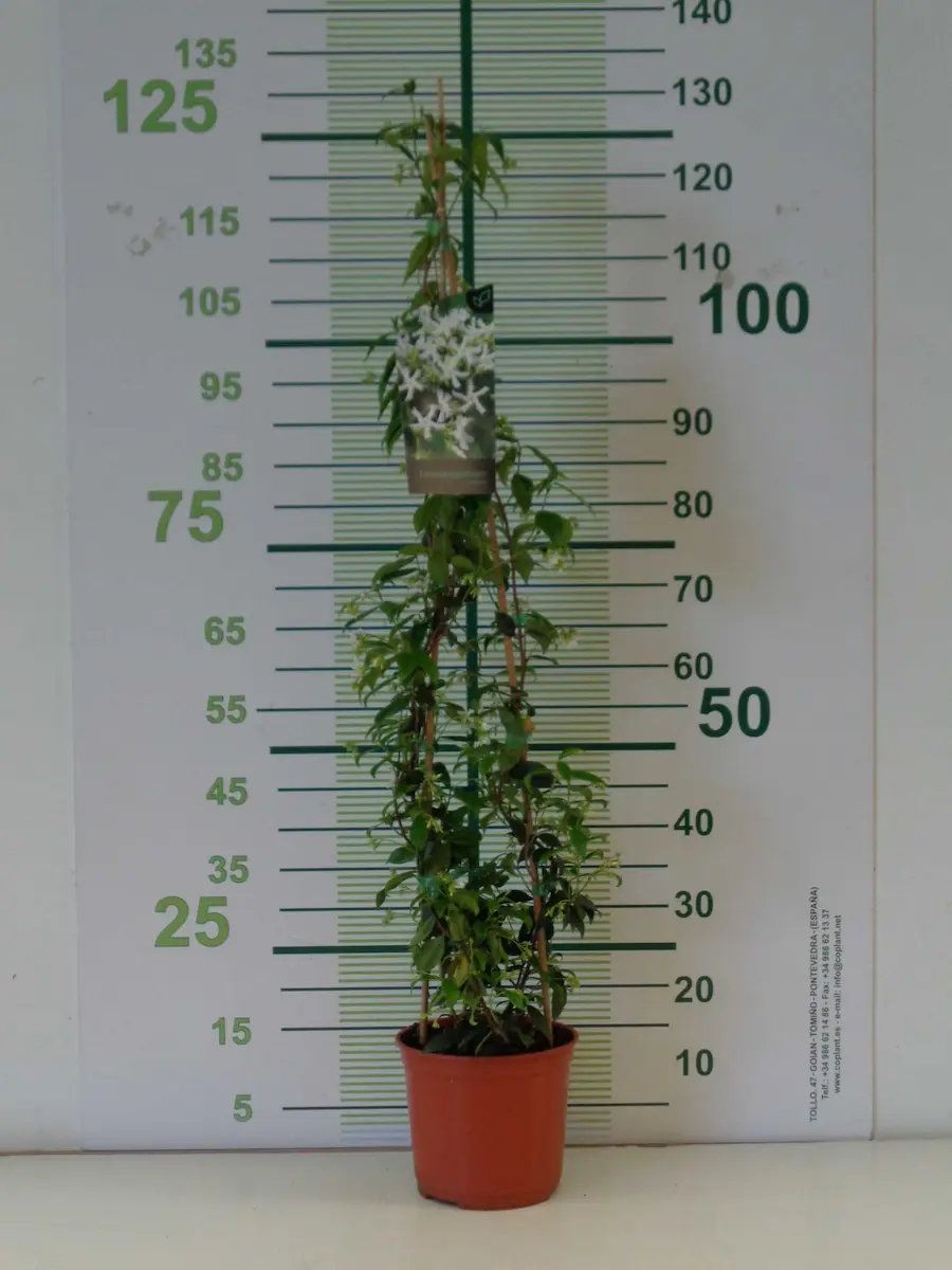 Jazmín estrellado - Trachelospermum jasminoides