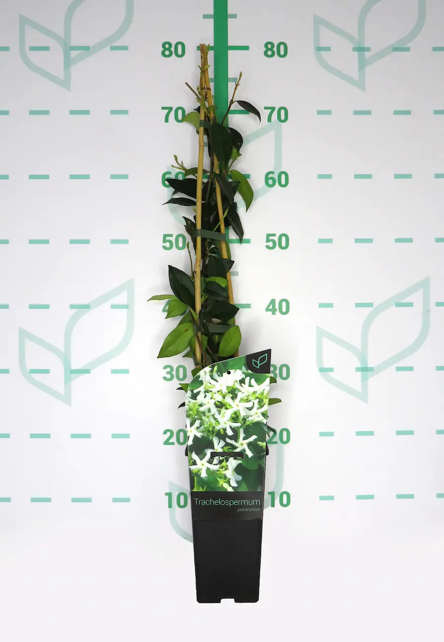 Jazmín estrellado - Trachelospermum jasminoides