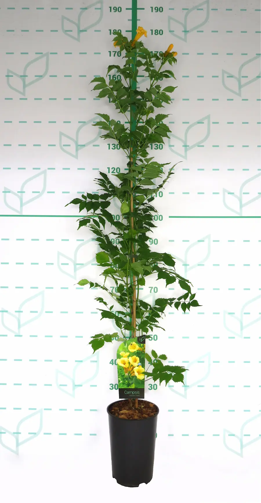 Bignonia - Radicans campsis