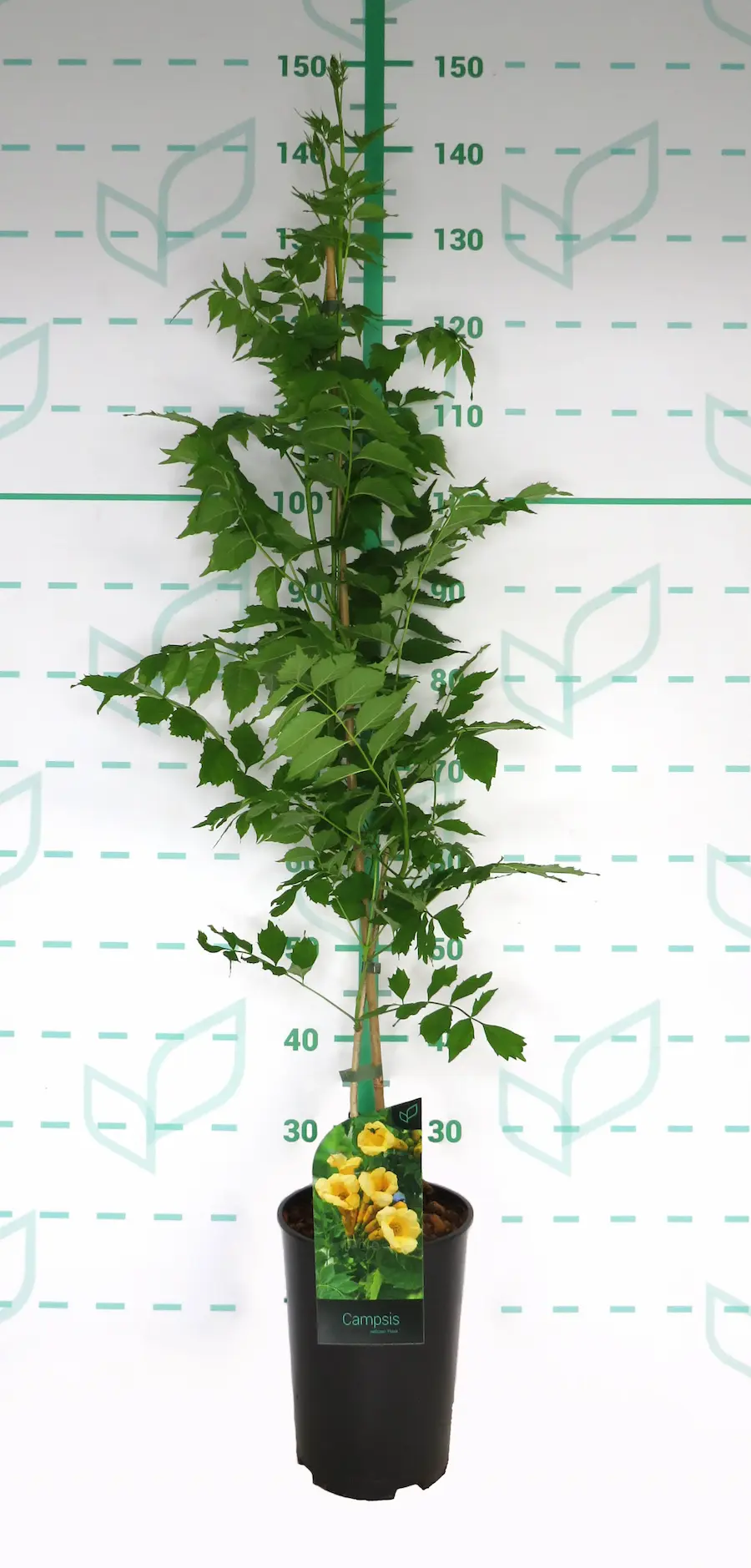 Bignonia - Radicans campsis