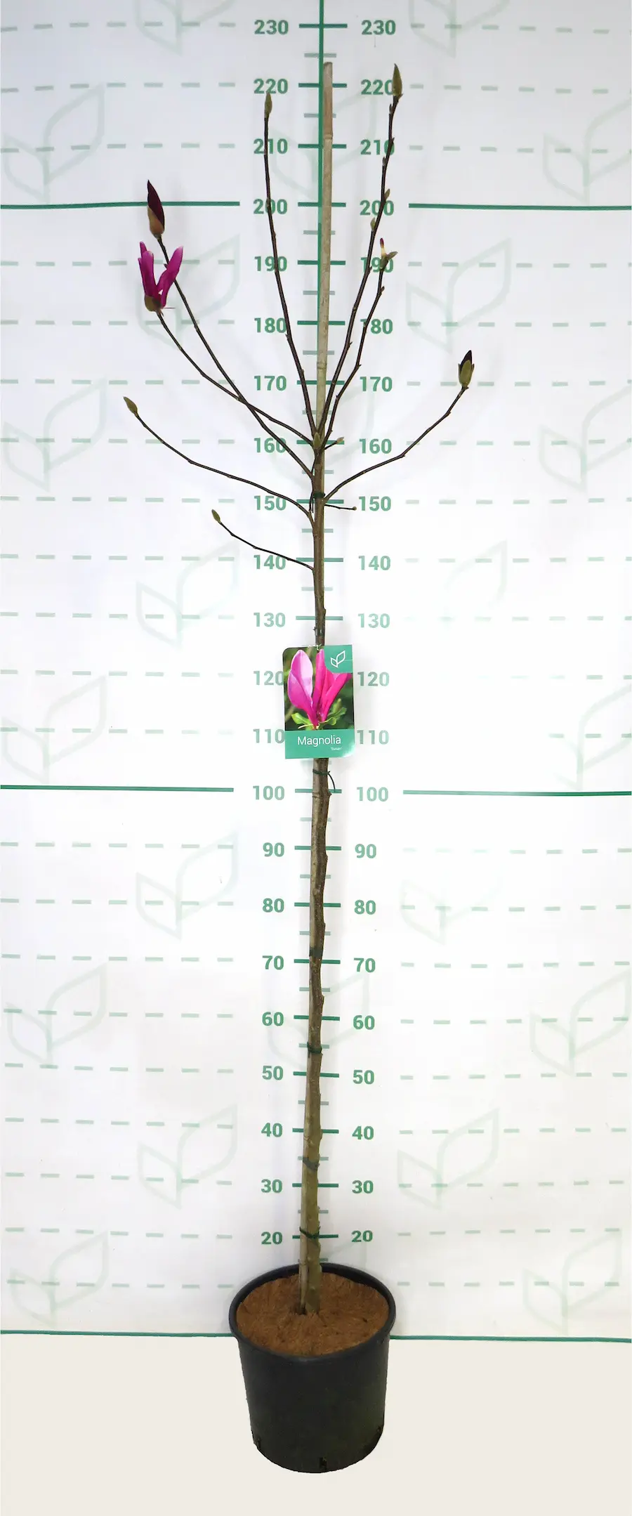 Magnolia 'Susan': La Fiable y Elegante Magnolia Arbustiva de Flor Rosa