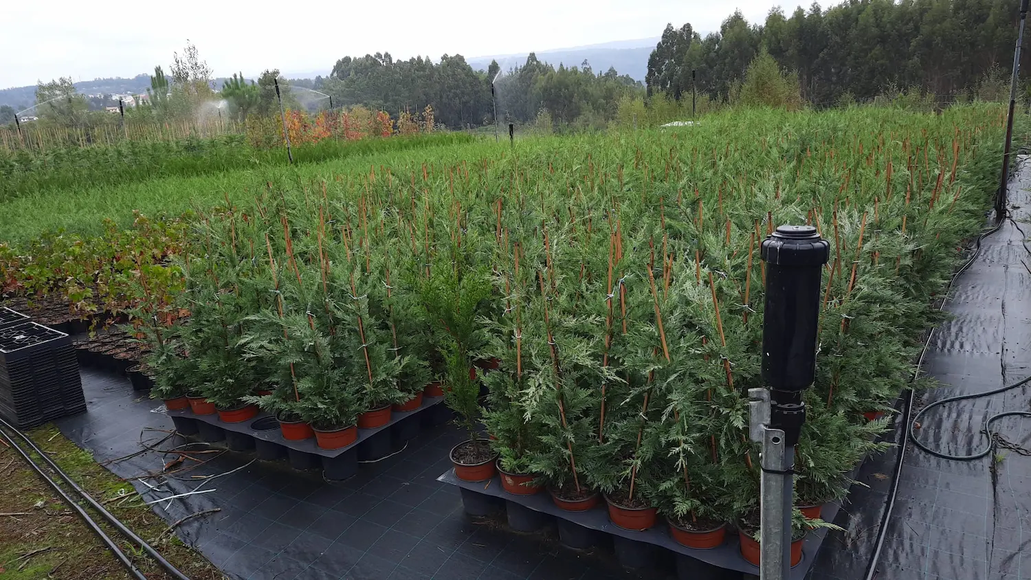 Ciprés de Leyland (Cupressus × leylandii)