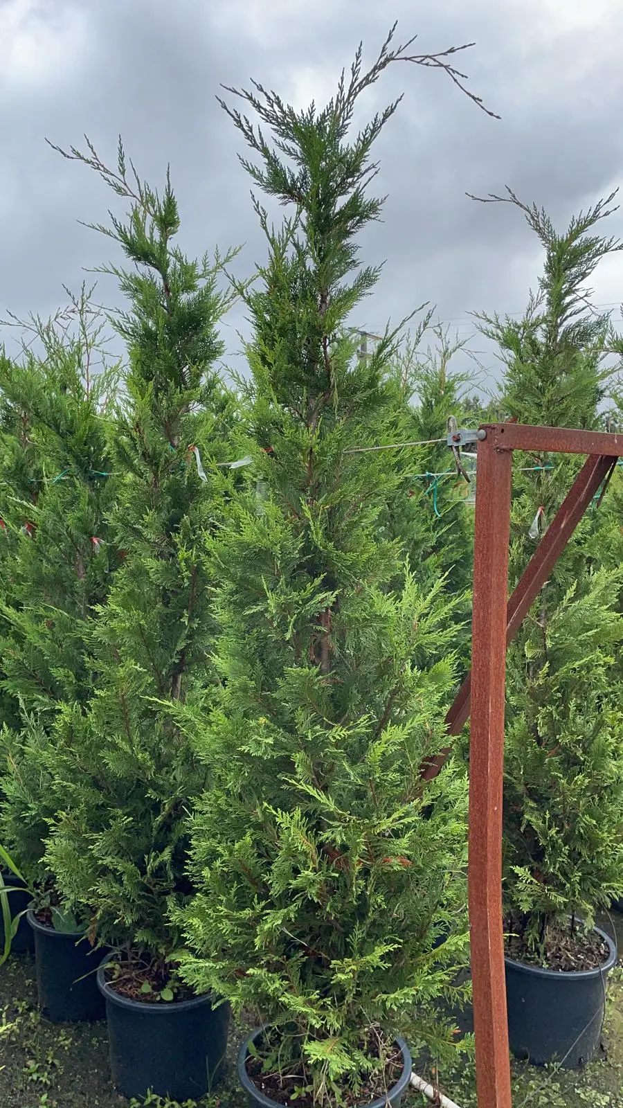 Ciprés de Leyland (Cupressus × leylandii)