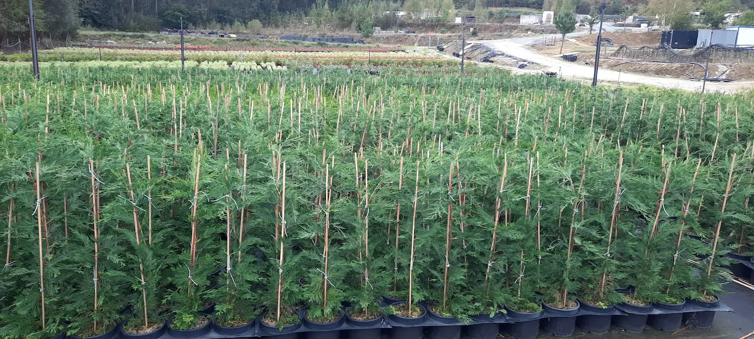 Ciprés de Leyland (Cupressus × leylandii)