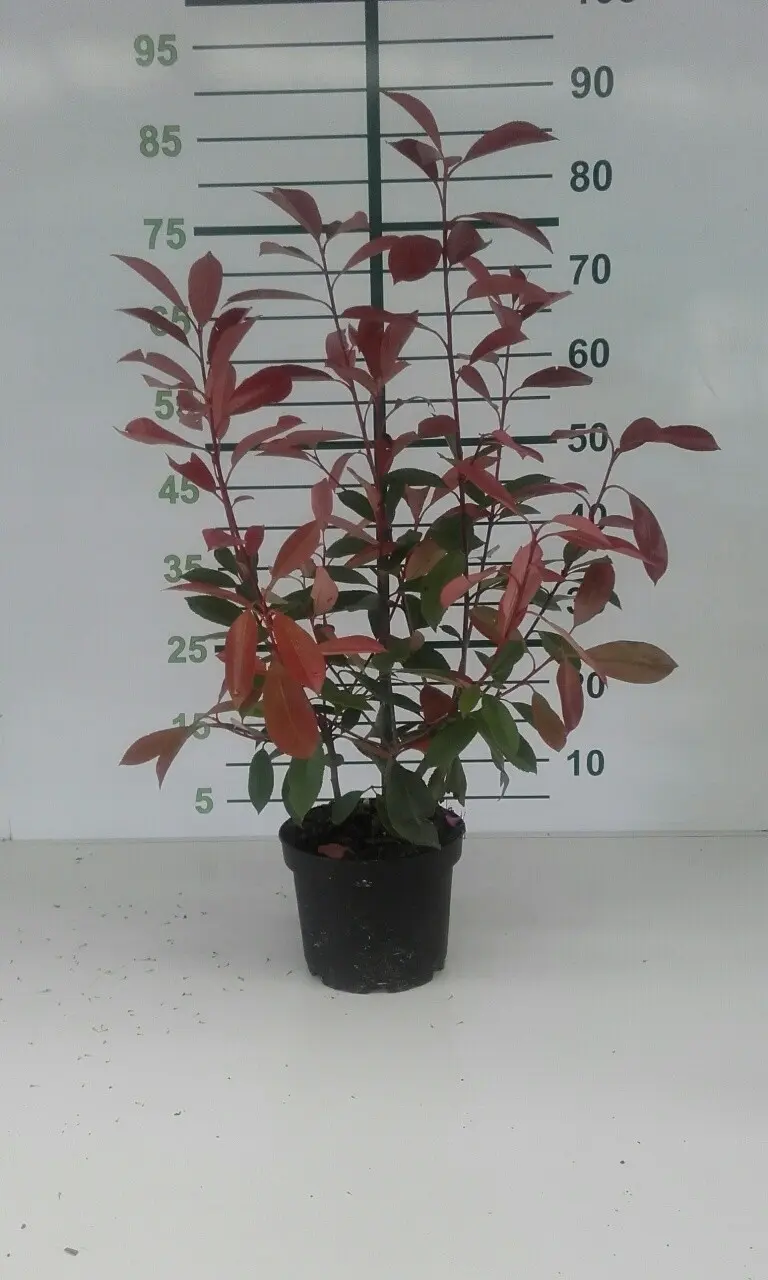 Pack Ahorro Photinia 'Red Robin': Tu Seto de Color, Más Fácil y Económico