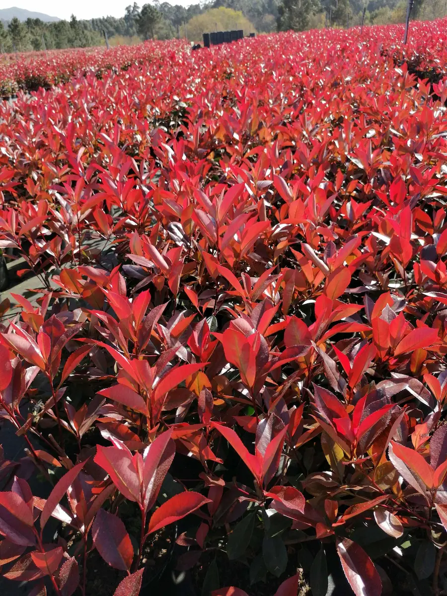 Pack Ahorro Photinia 'Red Robin': Tu Seto de Color, Más Fácil y Económico