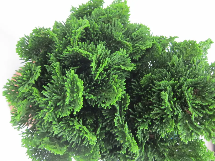 Falso Ciprés de Hinoki 'Nana Gracilis'