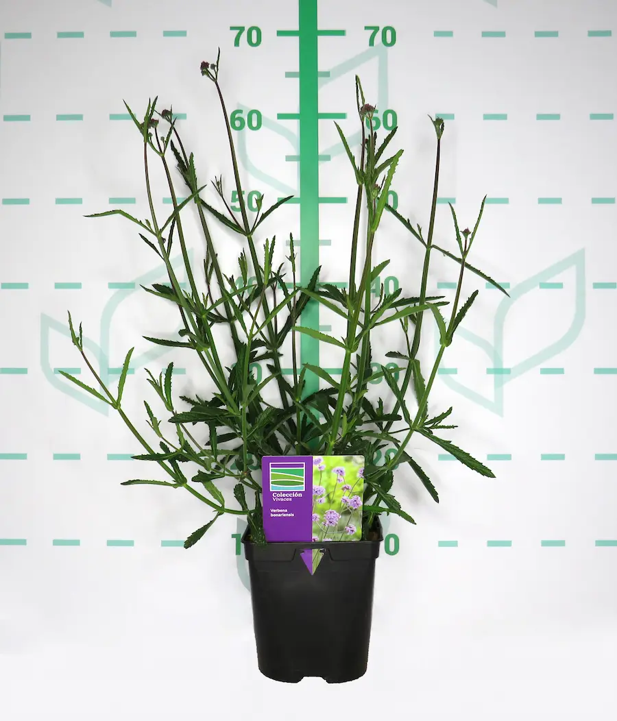 Verbena bonariensis