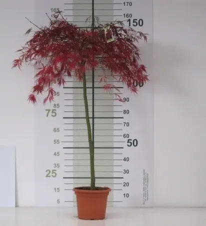 Arce Japonés Llorón 'Garnet' (Acer palmatum 'Dissectum Garnet'): Una Cascada de Color Granate
