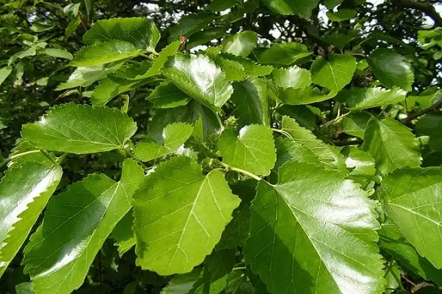 Morera sin Fruto (Morus alba 'Fruitless') - Gran Formato