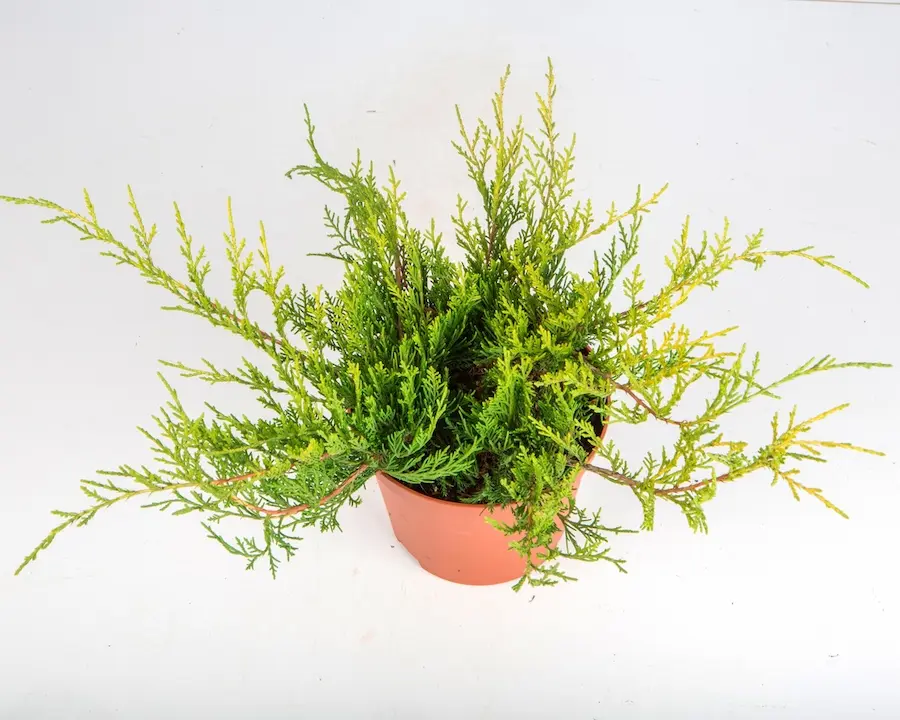 Enebro 'Old Gold' (Juniperus x media)
