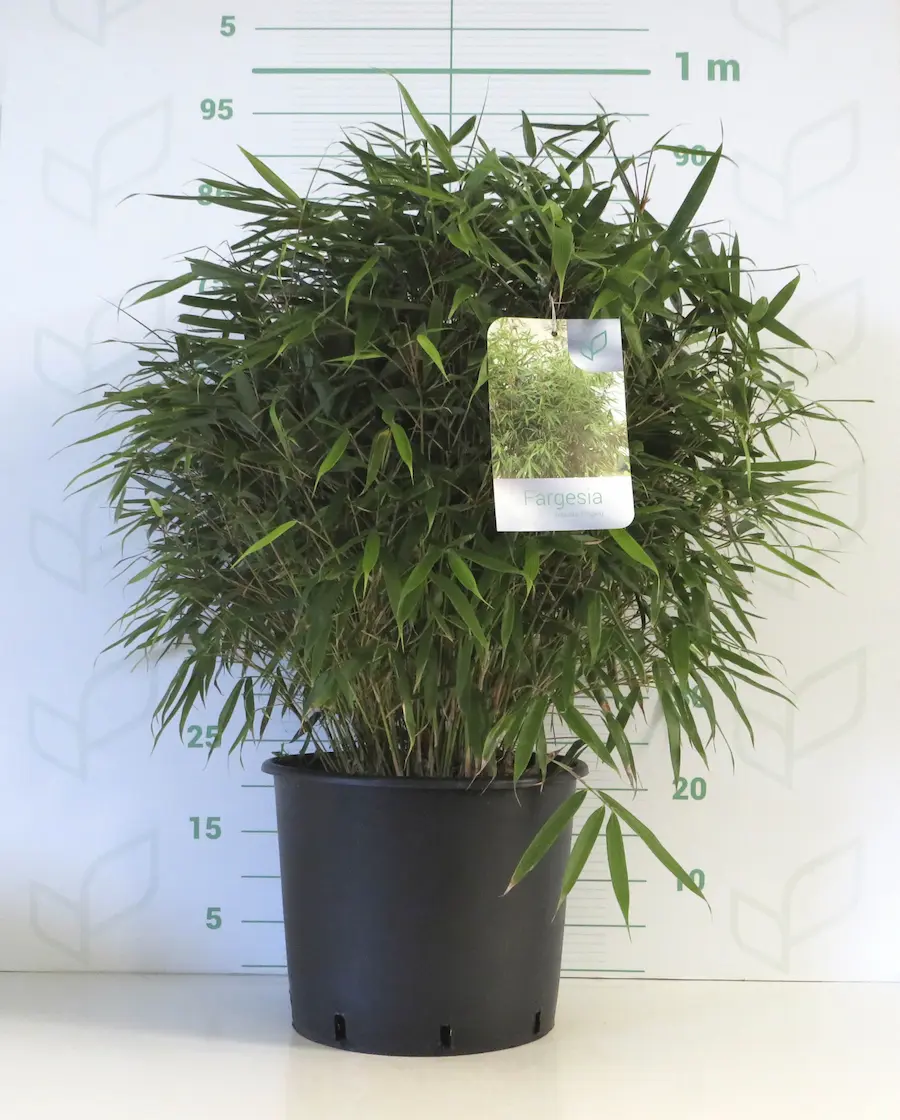 Bambú No Invasor Fargesia robusta 'Pingwu'