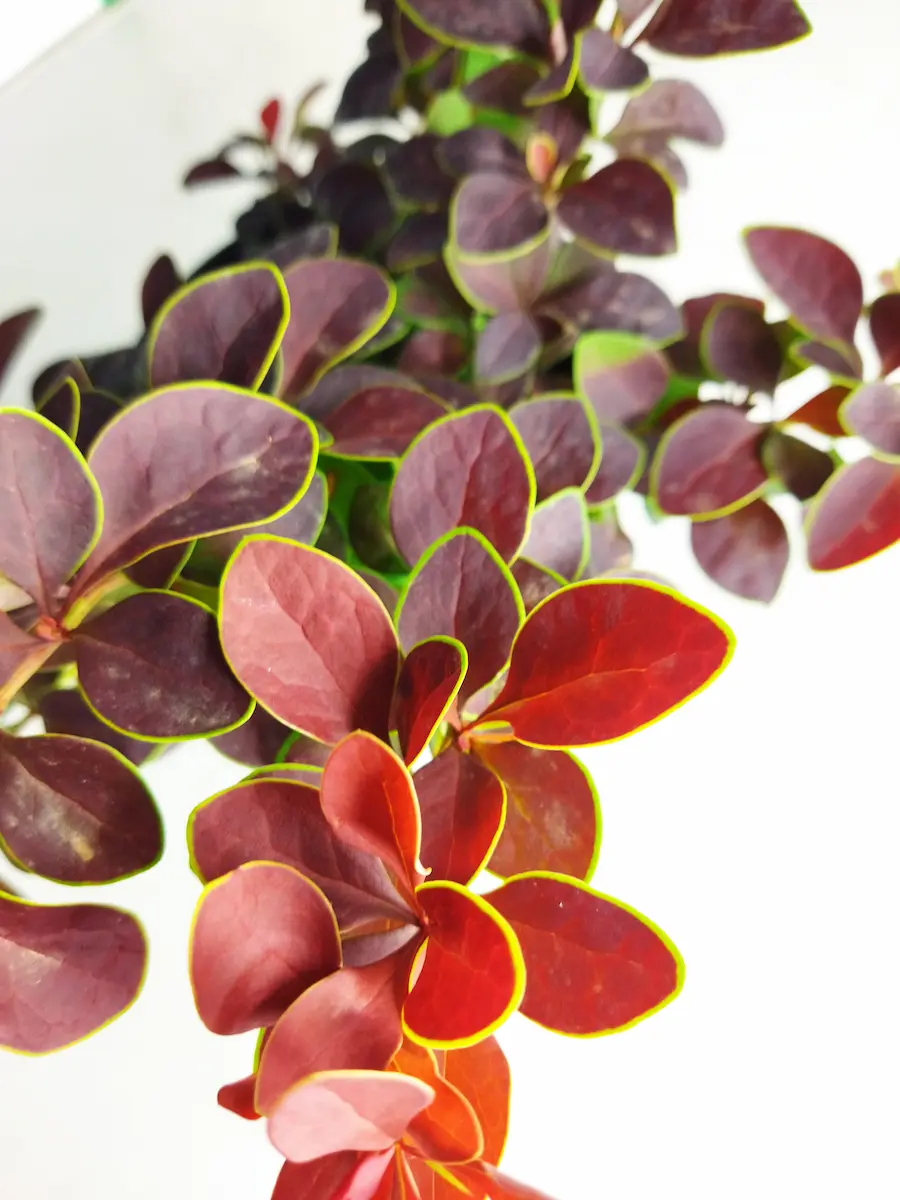 Berberis 'Rose Glow': Pinceladas de Rosa en tu Jardín