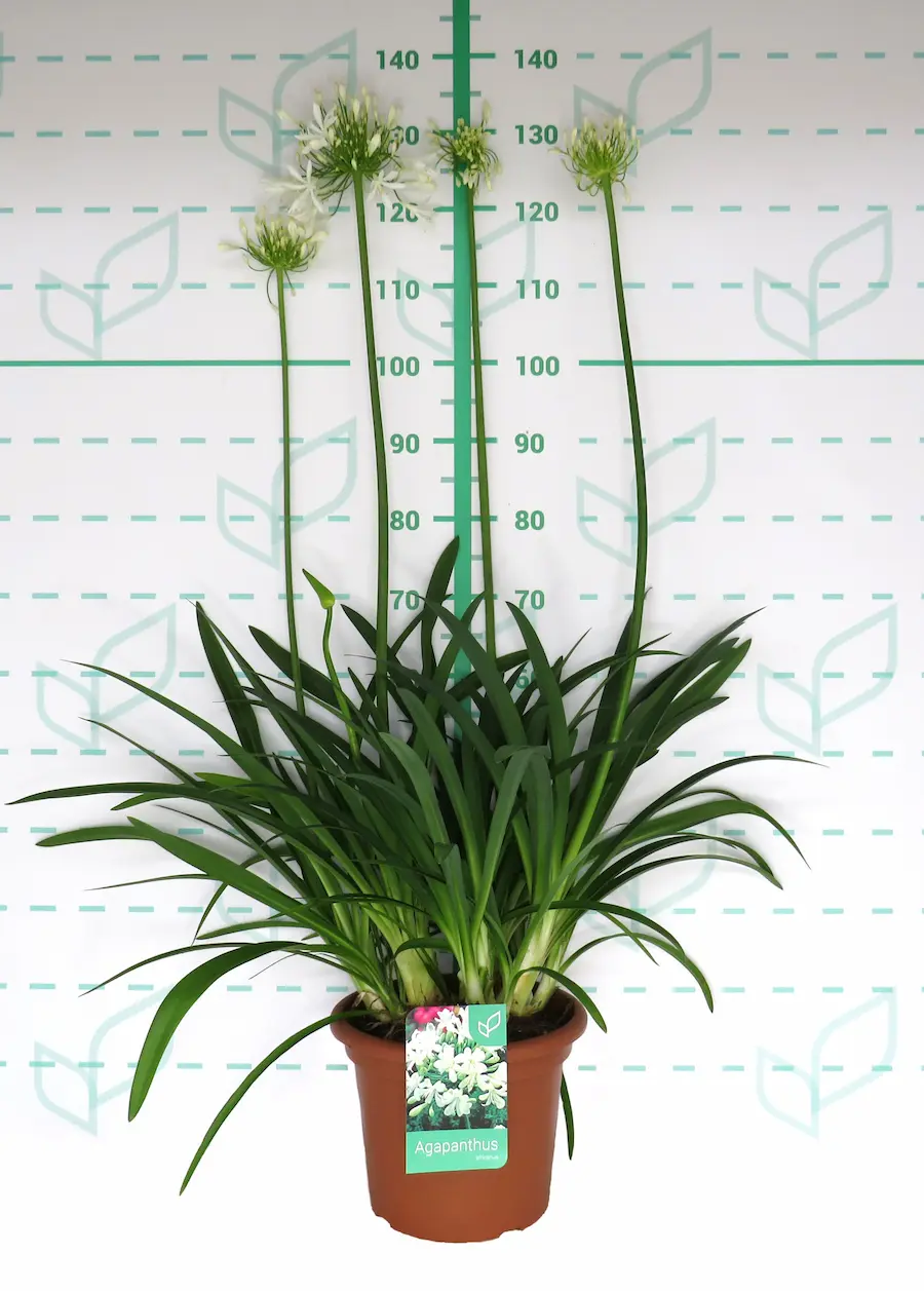Agapanto (Agapanthus africanus)