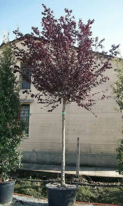 Ciruelo Rojo (Prunus cerasifera 'Pissardii') - Gran Formato
