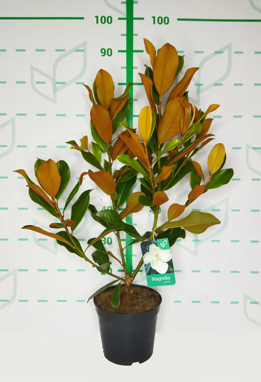 Magnolia Grandiflora: Perfume y Elegancia Monumental