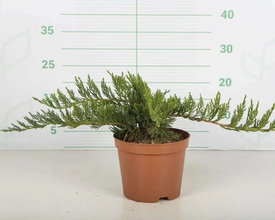 Sabina Rastrera 'Tamariscifolia' (Juniperus sabina)
