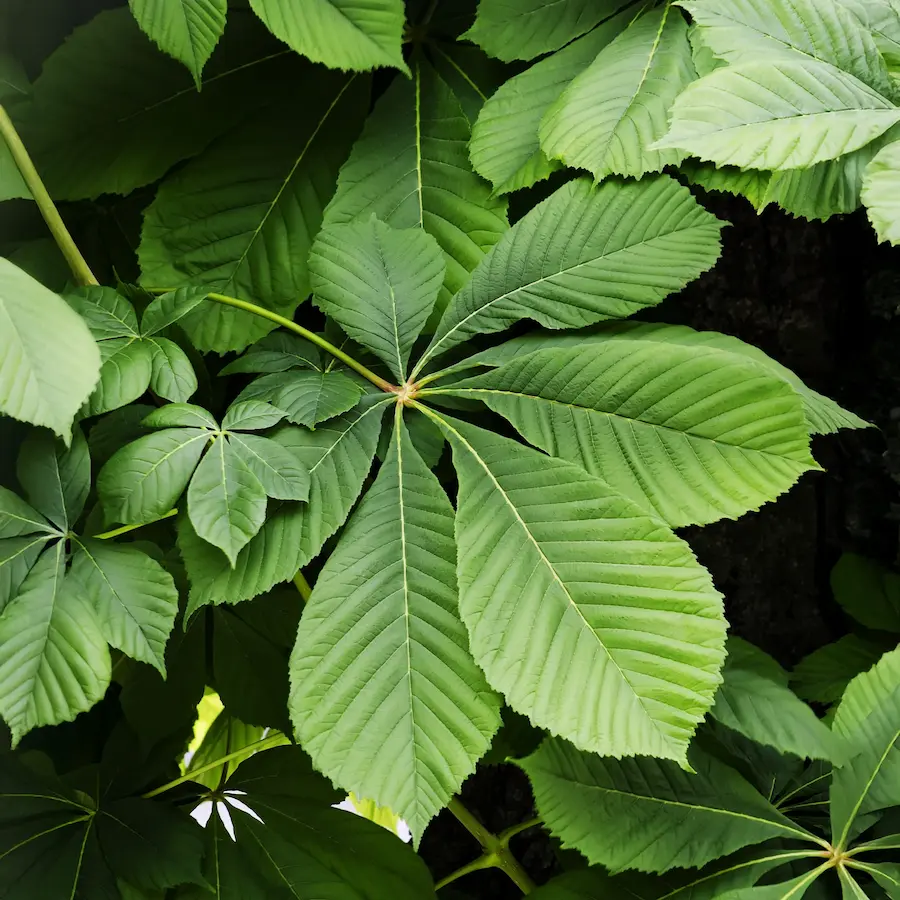 Castaño de Indias (Aesculus hippocastanum) - Gran Formato