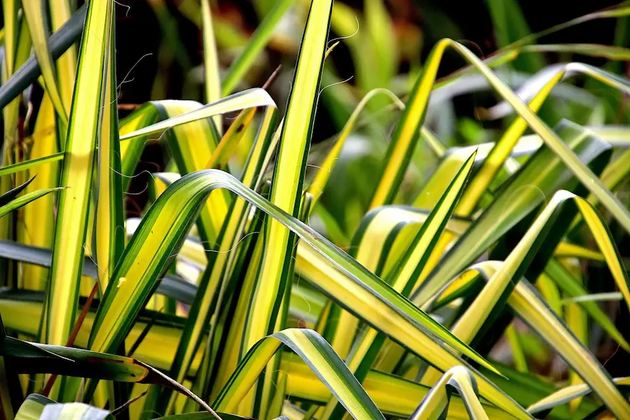 Cinta (Chlorophytum comosum 'Variegatum')