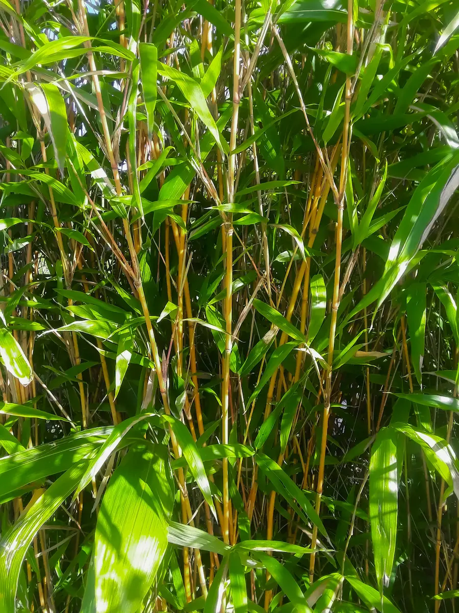 Bambú Dorado-Verde 'Kimmei' (Semiarundinaria yashadake)