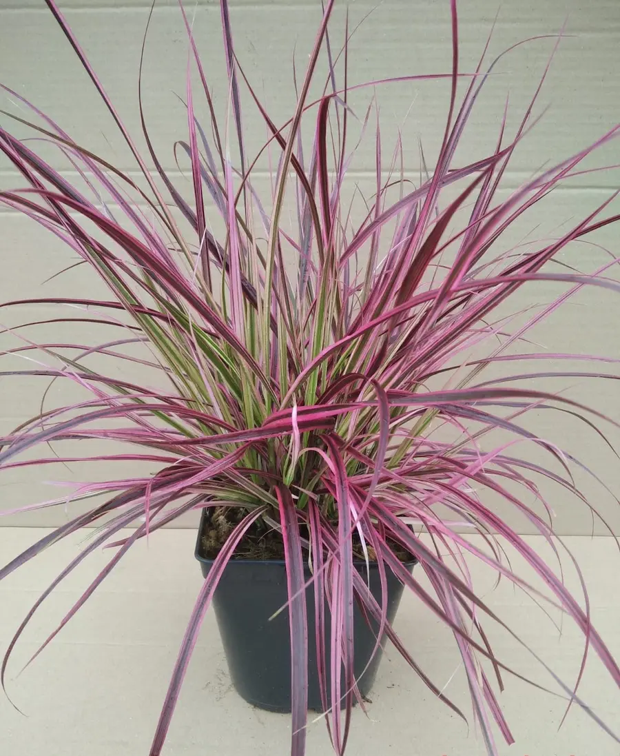 Pennisetum: Plumas de Seda para tu Jardín