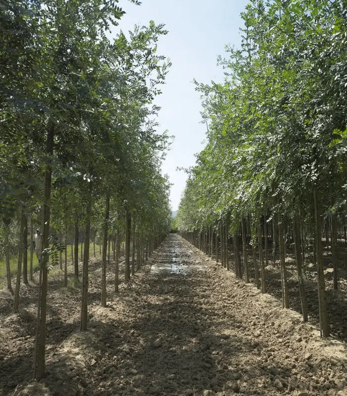Fresno de Hoja Estrecha (Fraxinus angustifolia) - Gran Formato