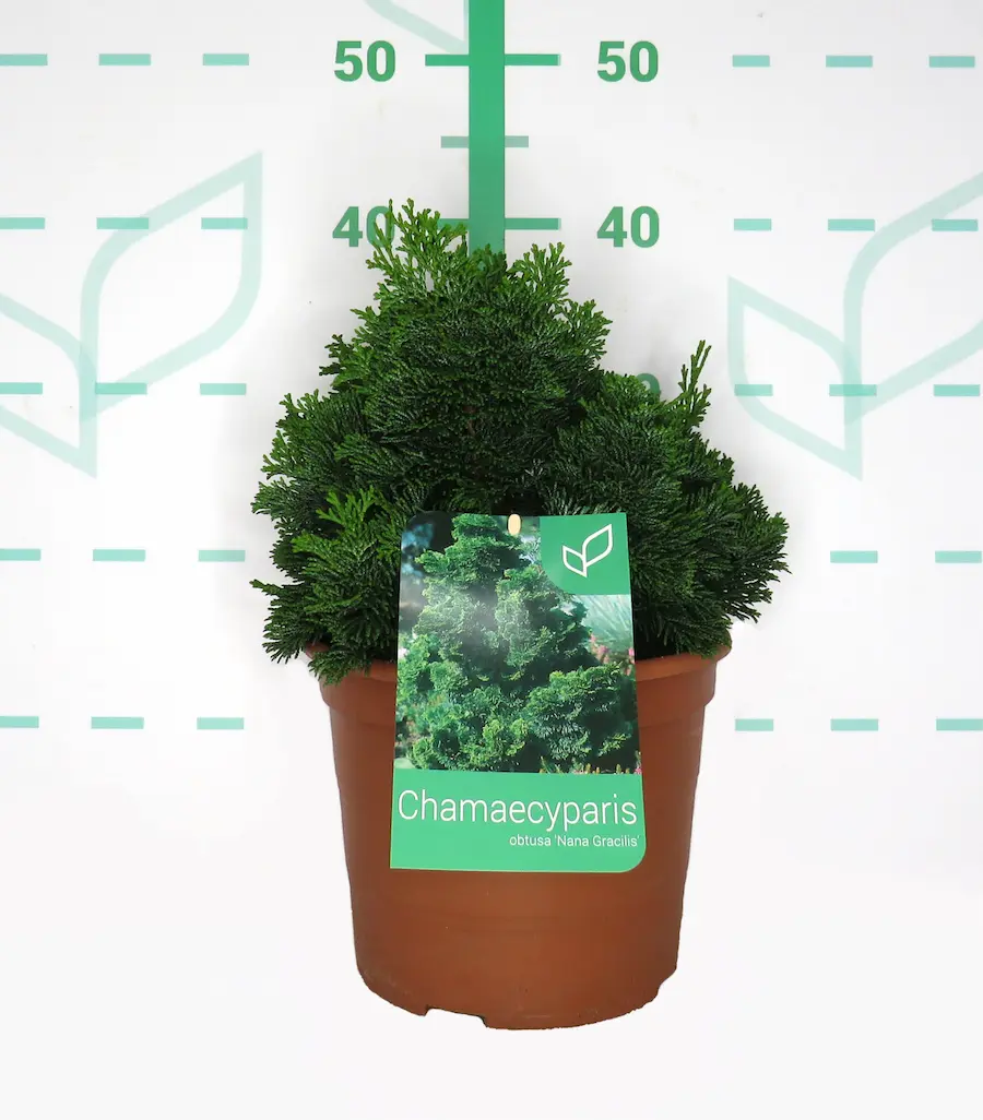 Falso Ciprés de Hinoki 'Nana Gracilis'
