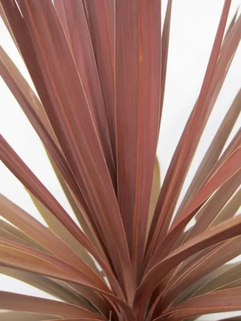 Cordyline australis 'Red Star'
